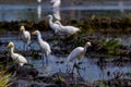 TheÃÂ cattle egretÃÂ - Bubulcus ibis